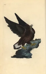 Sea eagle, Haliaeetus albicilla. Hand-coloured copperplate drawn and engraved by Edward Donovan from his own “Natural History of British Birds,” London