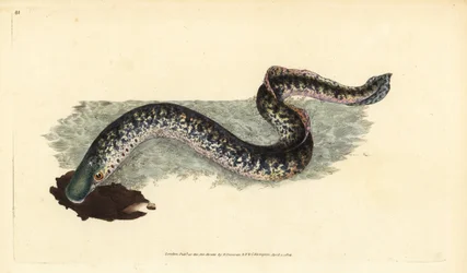 Sea Lamprey, Petromyzon marinus (Marine or Spotted Lamprey). Handcoloured Copperplate Drawn and Engraved by Edward Donovan from His Natural History of British Fishes, Donovan and F.C. and J. Rivington, London