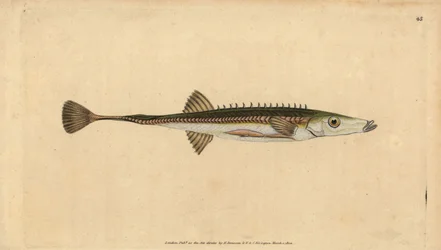 Sea stickleback, Spinachia spinachia