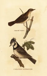 Sedge warbler and European crested tit
