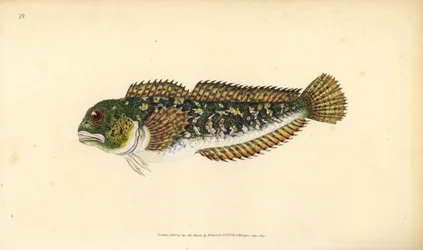Shanny, Lipophrys pholis