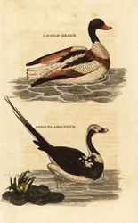 Shelduck and Long-tailed Duck