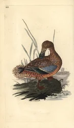 Shoveler Duck (Female), Anas clypeata