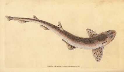 Small Spotted Catshark. Handcoloured copperplate by Edward Donovan from 