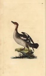 Smew, Mergellus albellus, female (Illustration from “Natural History of British Birds” by Edward Donovan)