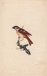 Sparrow