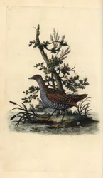 Spotted crake, Porzana porzana