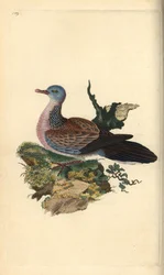 Spotted dove or pancou, Spilopelia chinensis. Handcoloured copperplate from Natural History of British Birds, London