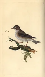Spotted Flycatcher, Muscicapa striata
