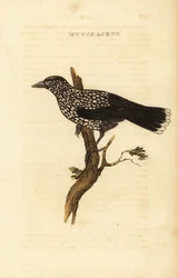 Spotted nutcracker, Nucifraga caryocatactes