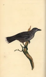 Spotted nutcracker, Nucifraga caryocatactes. Handcoloured copperplate from Natural History of British Birds, London
