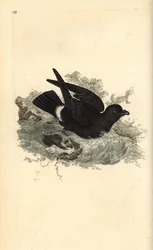 Storm Petrel, Hydrobates pelagicus. Handcoloured copperplate drawn and engraved by Edward Donovan from his Natural History of British Birds, London