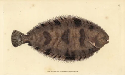 Thickback Sole, Variegated Sole