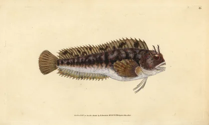 Tompot Blenny, Handcoloured Copperplate by Edward Donovan from 