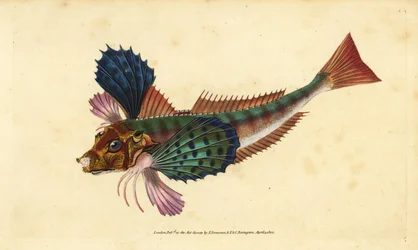 Tub Gurnard, Chelidonichthys lucerna. Handcoloured copperplate from Natural History of British Fishes, London