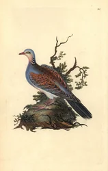Turtle Dove, Streptopelia turtur. Handcoloured copperplate from Natural History of British Birds (1794-1819)
