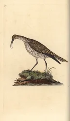 Whimbrel, Numenius phaeopus. Handcoloured copperplate from Natural History of British Birds, London