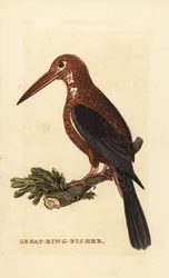 White-throated kingfisher