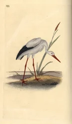 White Stork, Ciconia ciconia
