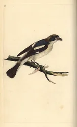 Woodchat Shrike, Lanius senator