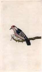 Woodpecker, Dendrocopos minor