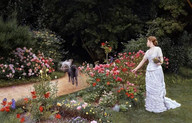 The Arrival 1878. An elegant woman in a white dress picking flowers (roses) in a garden. Near her, dogs signal the arrival of a person. Painting by Edward Killingworth Johnson (1825-1896 British). Pre-Raphaelitism