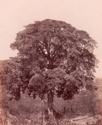 Study of Tree