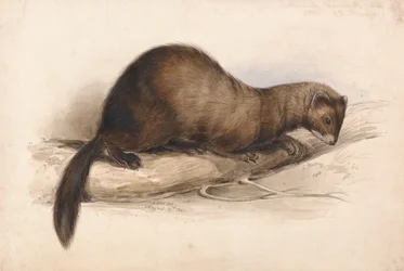 A Weasel
