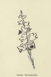 Barkia Howlaloudia