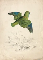 Collared Parakeet (Plate 40)