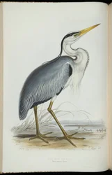 Common Heron, from 
