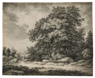 Forest Landscape