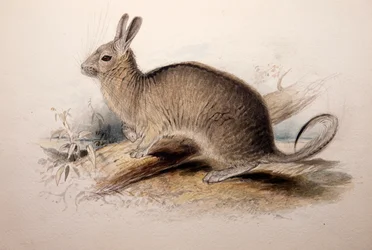 Lagotis Cuvieri, 1833