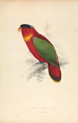 Lorius Domicella / Black-capped Lorry (Plate 37)