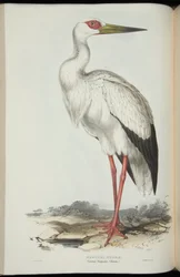 Maguari Stork, from 