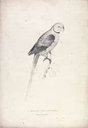 Palaeornia Columbiodes / Pigeon Parrakeet (Plate 31)