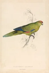 Pacific Parrakeet (Plate 26)