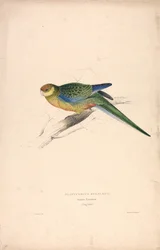 Platycercus Stanley II / Stanley Parakeet (Young Male) (Plate 24)