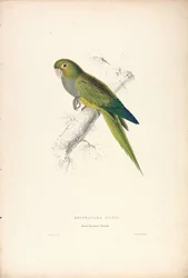 Dwarf Parrakeet Macaw (Plate 12)