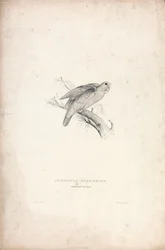 Red-fronted Parrakeet (Plate 41)