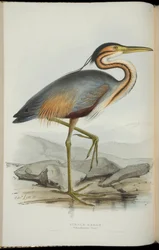 Purple Heron, from 