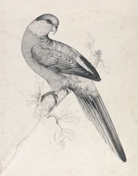 Red-capped Parakeet, Male (Plate 21)