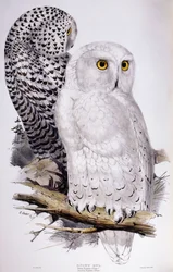 Snowy Owl