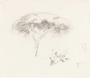 Umbrella Pine and Other Studies