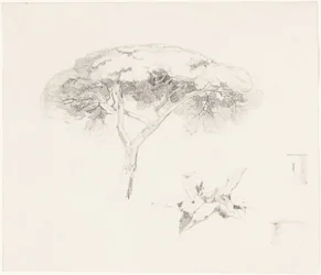 Umbrella Pine and Other Studies