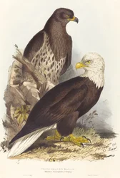 White Headed Eagle Haliaetus leucocephalus