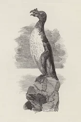 Illustration for The Water-Babies by Charles Kingsley