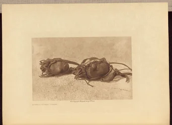 Buffalo-stones - Piegan