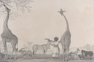 The Majestic and Graceful Giraffes, or Cameleopards, with Some Rare Animals of the Gazelle