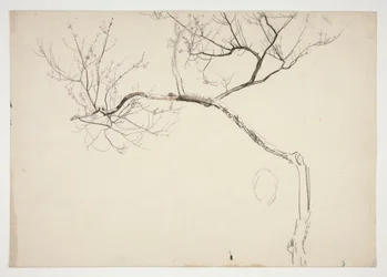 Sketch of a flowering tree